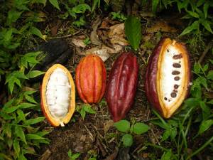 Photograph of the four different types of cacao beans